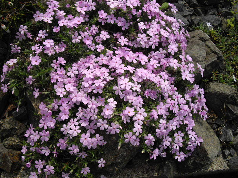 Phlox douglasii 'Eva' photo
